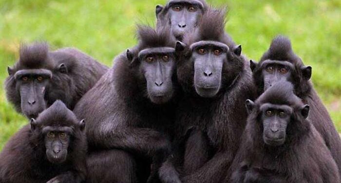 Rusya 5 tane makak maymunu arıyor