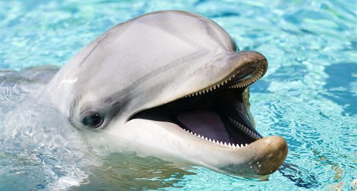 Rusya yunus peşinde