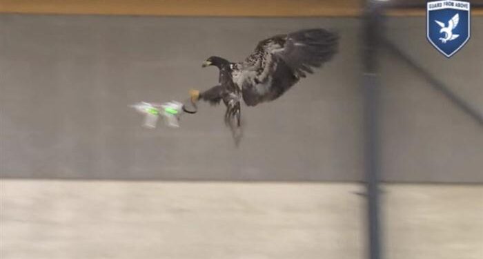 Hollanda IHA’ları şahinle avlayacak