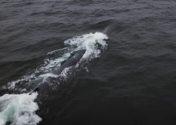 Kuzey Kore, “Haeil-5-23”  Su Altı Nükleer Silah Sistemini Test Etti