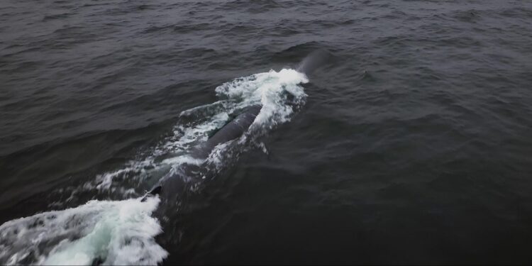 Kuzey Kore, “Haeil-5-23”  Su Altı Nükleer Silah Sistemini Test Etti